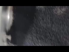 블랙 데시칸트 마스터배치 데포닝 마스터배치